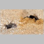 Arachnospila spissa - Wegwespe 08c 9mm beim Eintrag einer Lycosidae-Wolfspinne.jpg